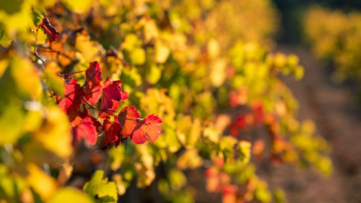Viñas en la Comunitat Valenciana Viña y sol en la Comunitat Valenciana