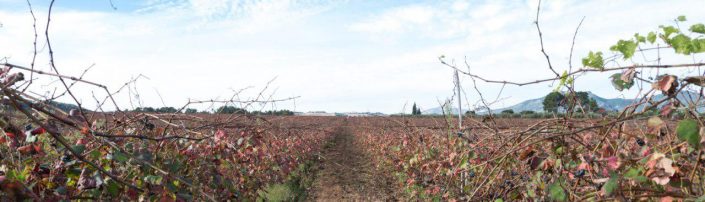 Viñedos de Moixent, Comunitat Valenciana