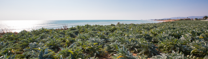 Campo alcachofas vistas mar 1500×430 Campo alcachofas vistas mar 1500x430