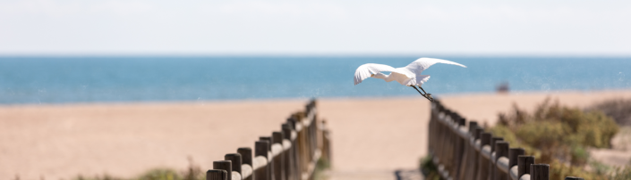 xeraco_playa ave 1500×430 Un ave alza el vuelo en la playa de Xeraco, Comunitat Valenciana