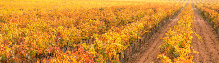 Viñedos Fontanars del Alforins 1500×430