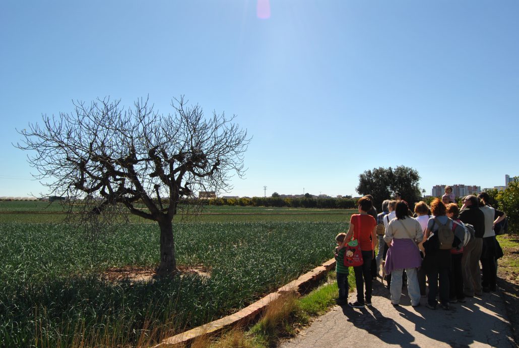 Visitas horta de València. Figuera Bordissot. Activitat Horta Viva