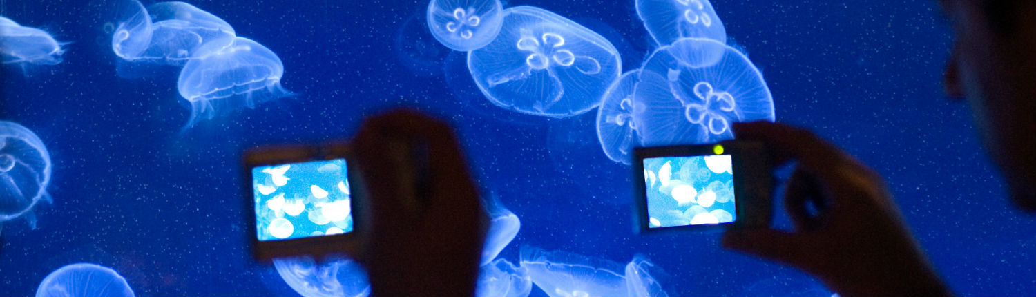 Exposición de medusas en el Oceanografíco