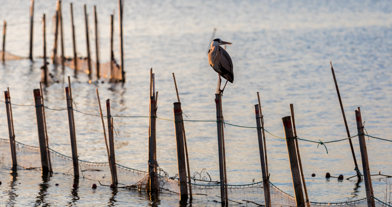 Pájaro en el parque natural de la Albufera de València