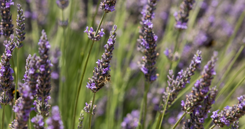 Lavanda Cinctorres_800_531