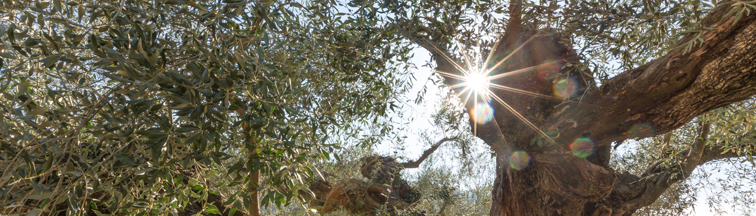 olivera con sol en la Comunitat Valenciana 1500x430