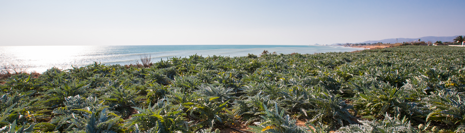 Campo alcachofas vistas mar 1500x430