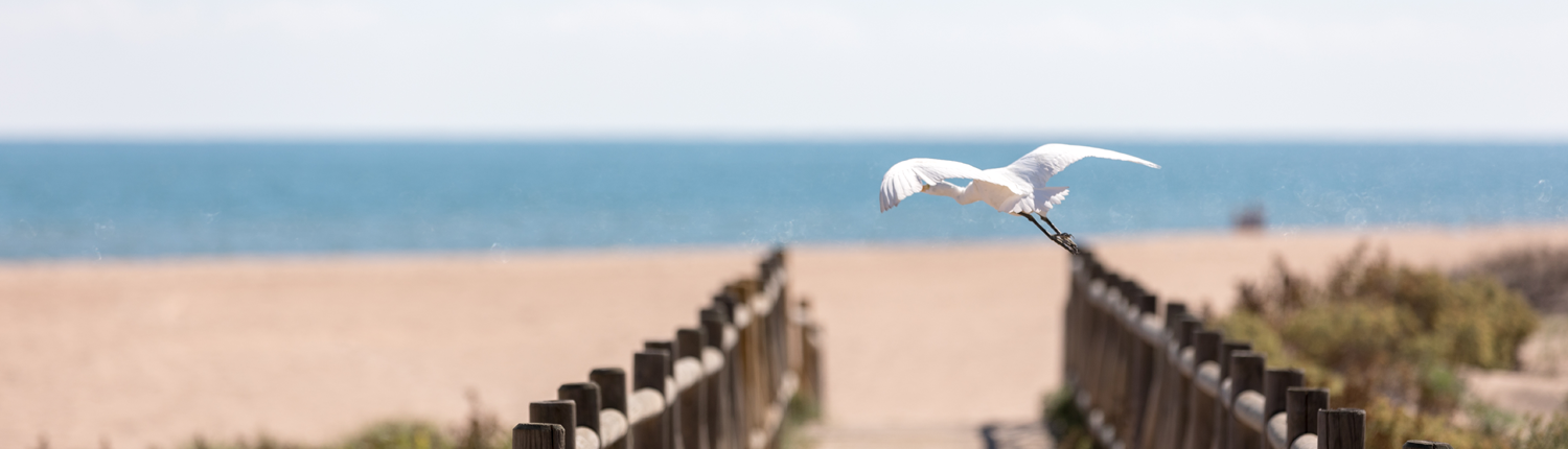 Un ave alza el vuelo en la playa de Xeraco, Comunitat Valenciana